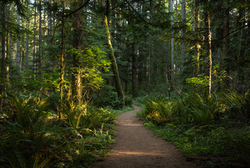 Fototapeta premium Path through the woods