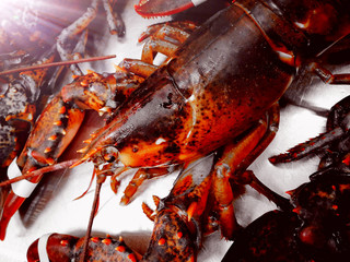Live lobster in the market