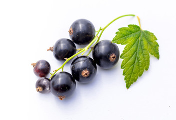 Black currant bunch, isolated on white.