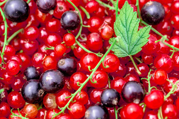 Red currant and black currant berries heap pattern.