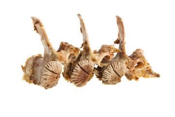 Fototapeta premium Boiled bone on white background