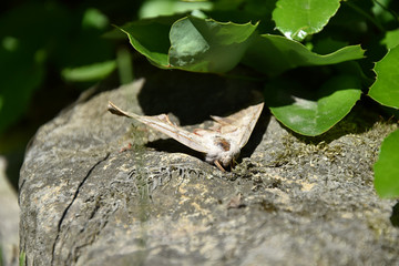 Moth on the stone under the plant