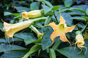 Tropical flowers in Madeira island - yellow datura head close up