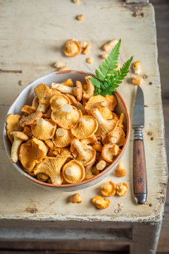 Healthy chanterelles with green fern from forest