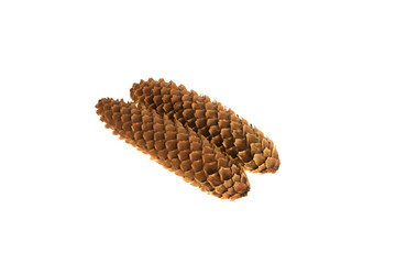 Cones of spruce on a white background