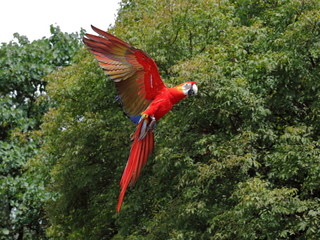Fototapeta premium Grand perroquet en vol : Ara rouge / Ara Macao