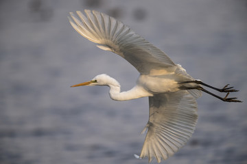 Silbereiher