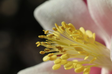 Fototapeta premium Flower Center Closeup