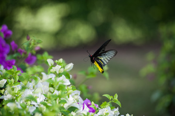 flying butterfly in natur taken in Thailand © Ipsimus