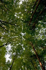 Green Leaf Canopy
