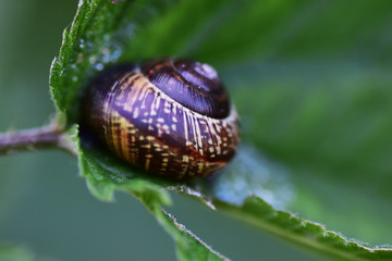 Snail