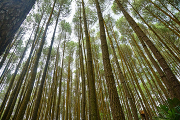 Pine forests, hutan pinus, location in the mangunan, yogyakarta, indonesia