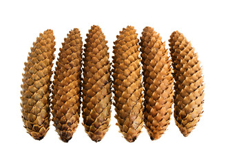 Cones on the white background