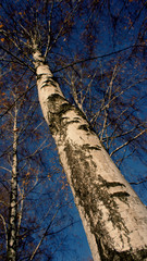 Bark and trunk of a birch