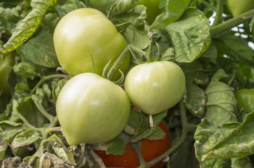 Green tomatoes on plant at local farm