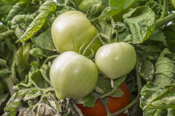 Green tomatoes on plant at local farm