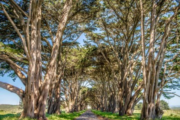 cypres tree tunnel at point reyes  national seashore