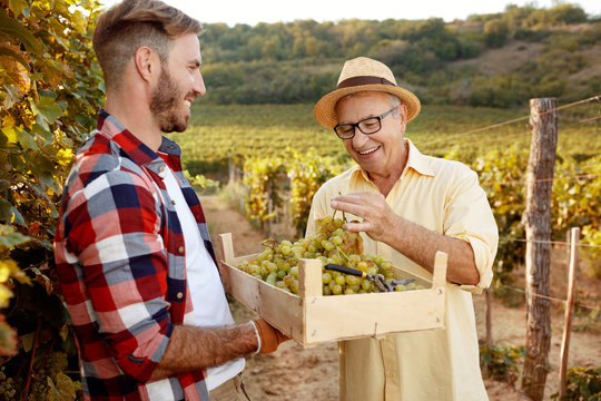 smiling father vintner showing grapes to son.