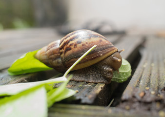 Snail eating green leaf