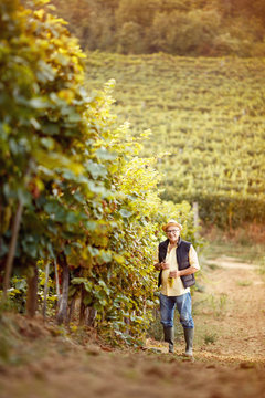 smiling man harvest the grape at his vineyard.