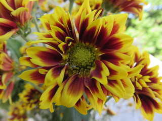 Margherite di Shasta