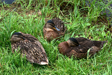 Three sleeping ducks in the grass on the river bank