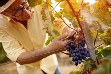 .Grape harvest vintner on vineyard.