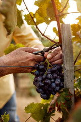 close-up of farmers hands with blue grapes.