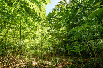 Fototapeta premium beautiful green Fern leaves under sunlight in the woods from below