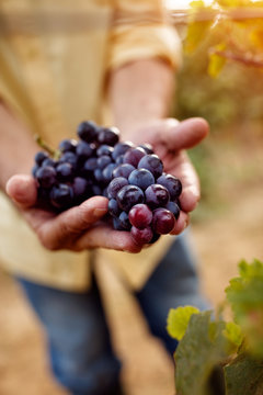 close-up of blue grapes.