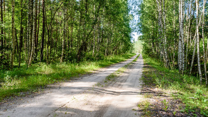 romantic gravel road in green tree forest