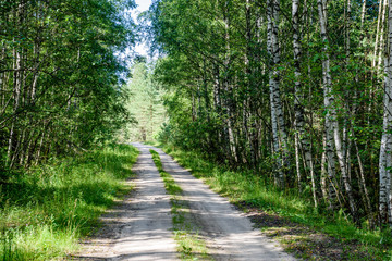 Fototapeta premium romantic gravel road in green tree forest