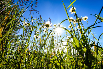 beautiful fresh flowers under sunlight in the woods from below