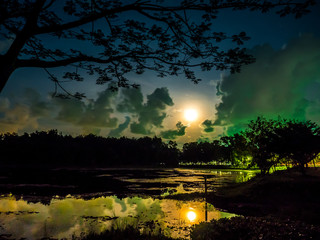 night view with star and branch  © abnohr