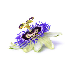 Passiflora passionflower isolated on white background. Big beautiful flower