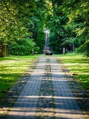 romantic gravel road in green tree forest