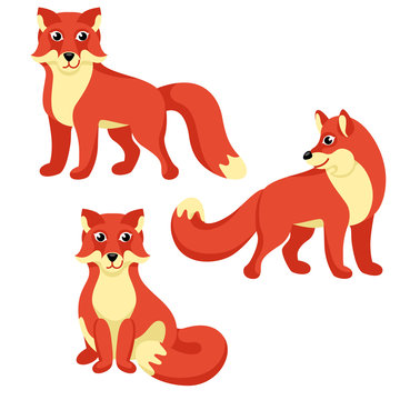 Red foxes sitting and standing on white background / There are some red foxes in cartoon style
