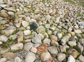 Stony embankment covered with horsetail (Equisetum)