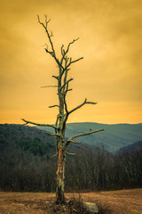 Lone dead tree at a hazy sunrise in the Shenandoah forest