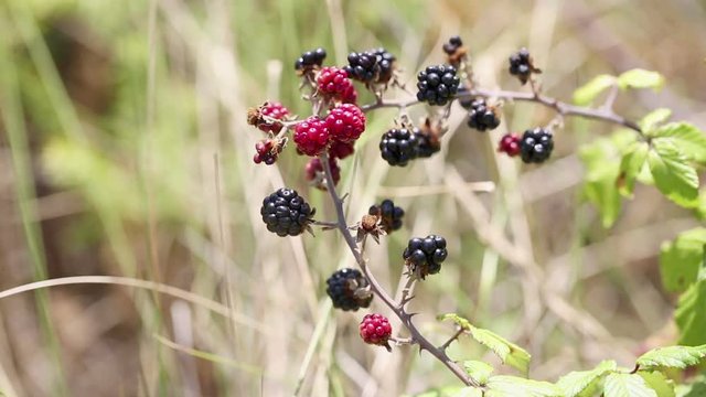 wild blackberries in nature