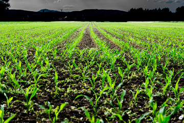 Nuklear Field