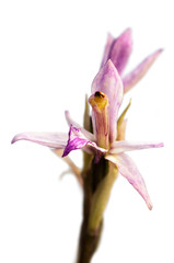 Limodorum trabutianum wild orchid flower close up over white