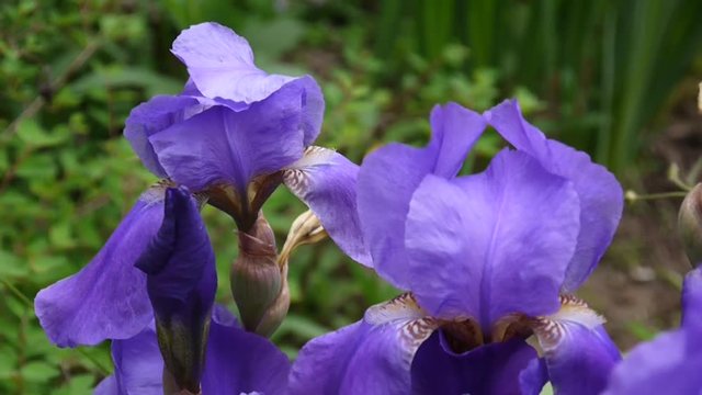 Blue irises moving on the wind. Video footage HD static camera.