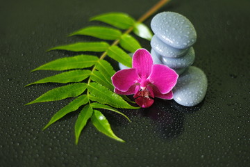 galets gris disposés en mode de vie zen avec une orchidée, une branche de bruyère et des gouttes d'eau sur fond noir brillant