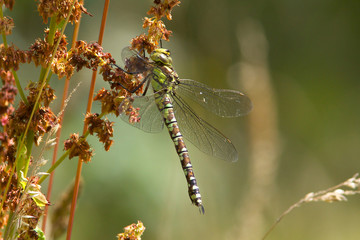 A Southern Hawker dragonfly, Aeshna cyanea,  resting on a seed head.
