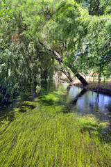 Little isle with willow on the Fonti del Clitunno lake in Umbria.