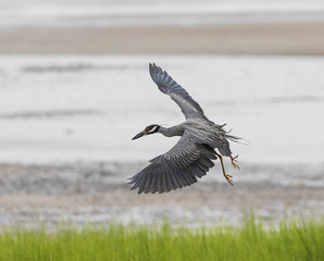 Heron Homing In On Crab Cornucopia - A yellow crowned night heron flies in on hundreds of fiddler crabs on a beach.
