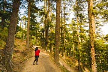 A single girl wearing red coat standing alone in the woods/ forest of Khajjiar, Himachal pradesh, India. Tall trees like oak deodar pine breeds in beautiful himalayan valley