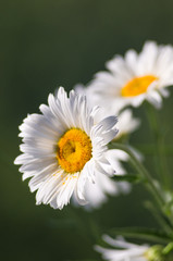 Fototapeta premium Blooming camomile, selective focus
