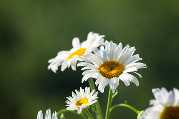 Blooming camomile, selective focus